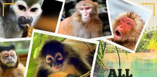 334 Types of Monkeys Types of Monkeys