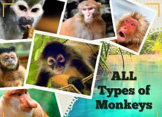 Old World Monkeys  Overview, List & Characteristics - Video