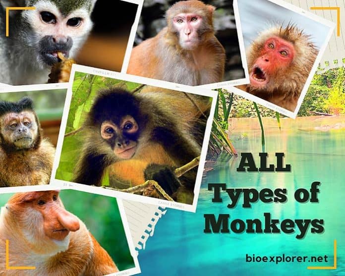 334 Types of Monkeys OldWorld Monkeys & NewWorld Monkeys