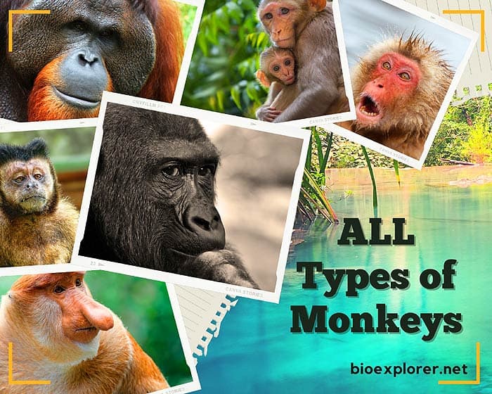 517 Types of Monkeys | Monkey Species | Prosimians | BioExplorer.net