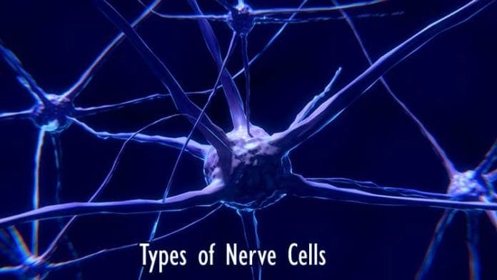 Types of Nerve Cells Types of Nerve Cells