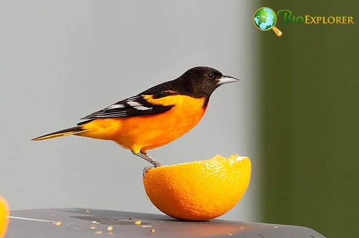 Types Of Orioles and Their Diets Types Of Orioles and Their Diets