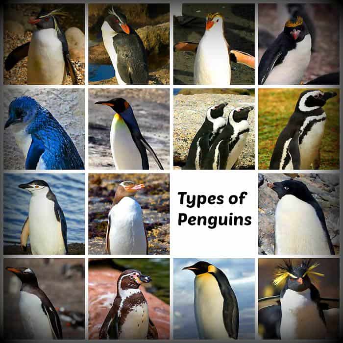 Types Of Penguins 27 Penguin Species By Taxonomists Pictures Types Of Penguins 27 Penguin Species By Taxonomists Pictures