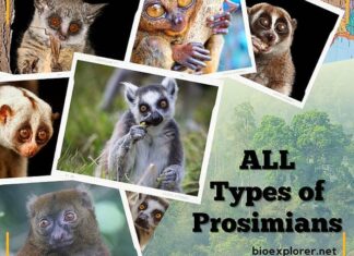 Prosimians Types of Prosimians