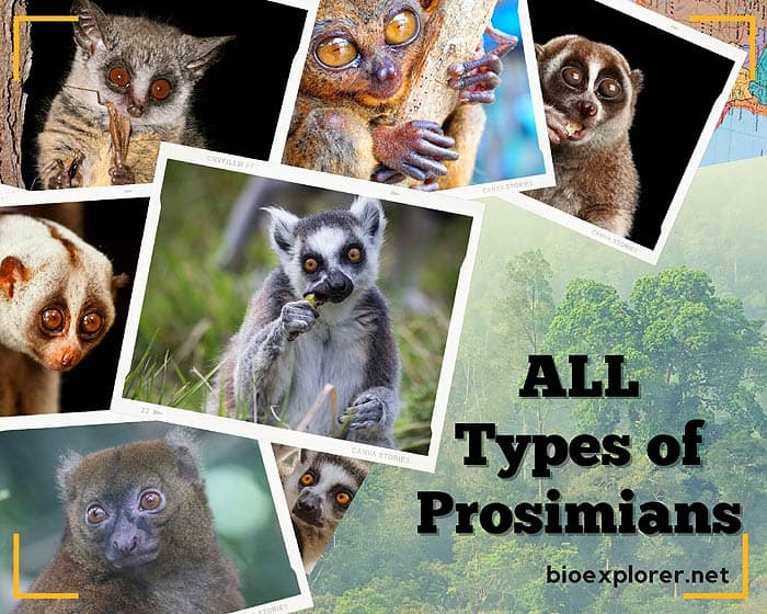 Prosimians | Types of Prosimians | Lemurs | Tarsiers | Lorises