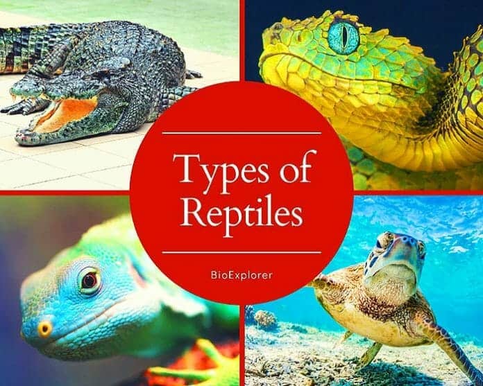 Types of Reptiles 4 Different Kinds of Reptiles Orders of Reptiles