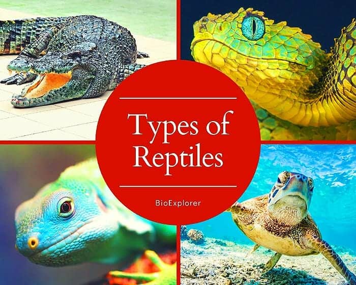 Types of Reptiles