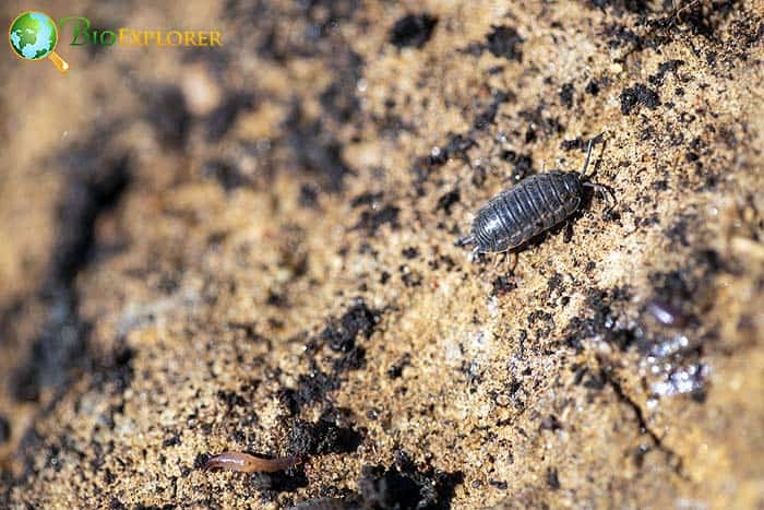 Types of Rolly Pollies