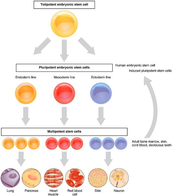 Types of Stem Cells types of stem cells
