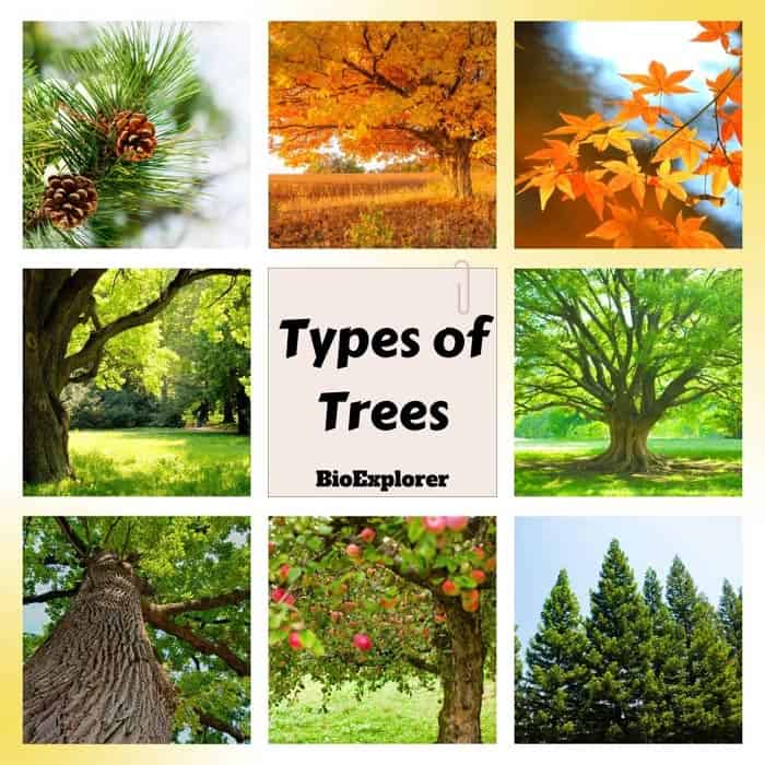 Different Types Of Trees With Pictures And Names