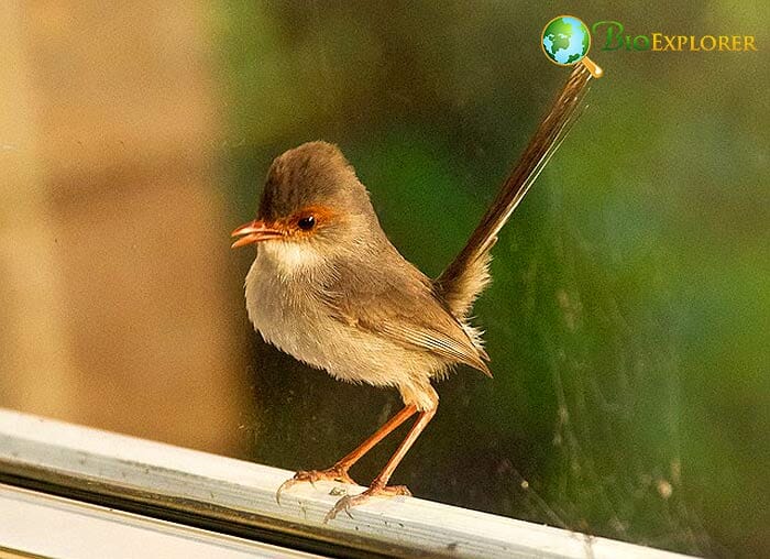 Types of Wrens Types of Wrens