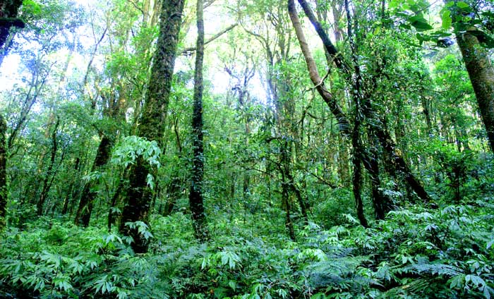 Layers Of The Rainforest Rainforest Animals Biology Explorer