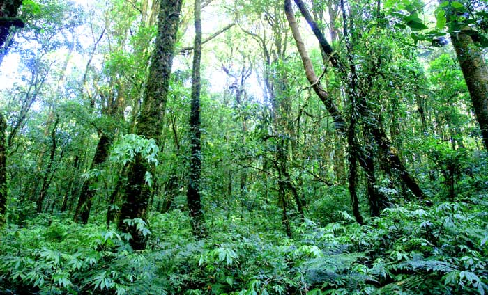 What Is The Understory Structure FZFJK What Is The Understory Structure FZFJK