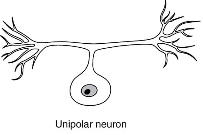 Unipolar Neuron Unipolar Neuron