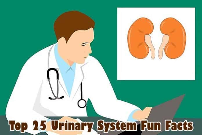 Urinary System Fun Facts Urinary System Fun Facts