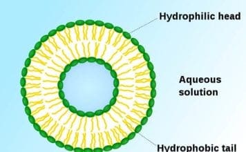 Vesicle Functions