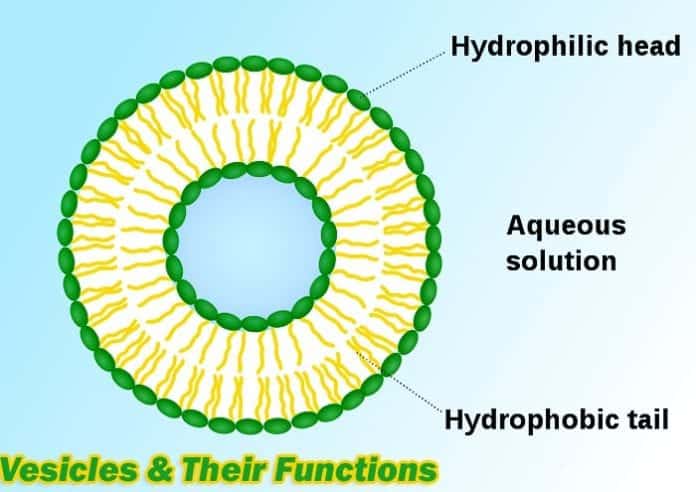 Vesicle Functions Vesicle Functions