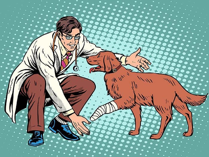 Vet Educational Qualifications Vet Educational Qualifications