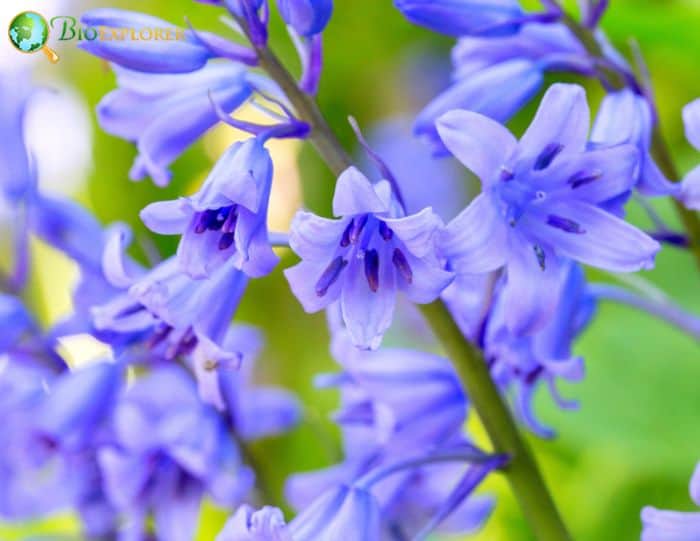 Wahlenbergia Gloriosa