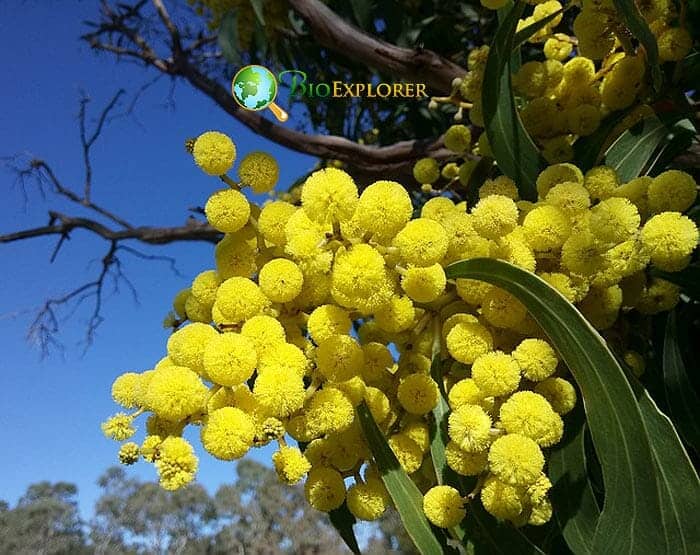 Wattle Blooms