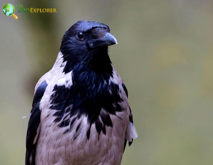what are some interesting facts about the hooded crow? what are some interesting facts about the hooded crow?