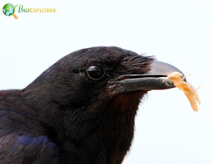 what bird sounds like it's saying uh oh? what bird sounds like it's saying uh oh?