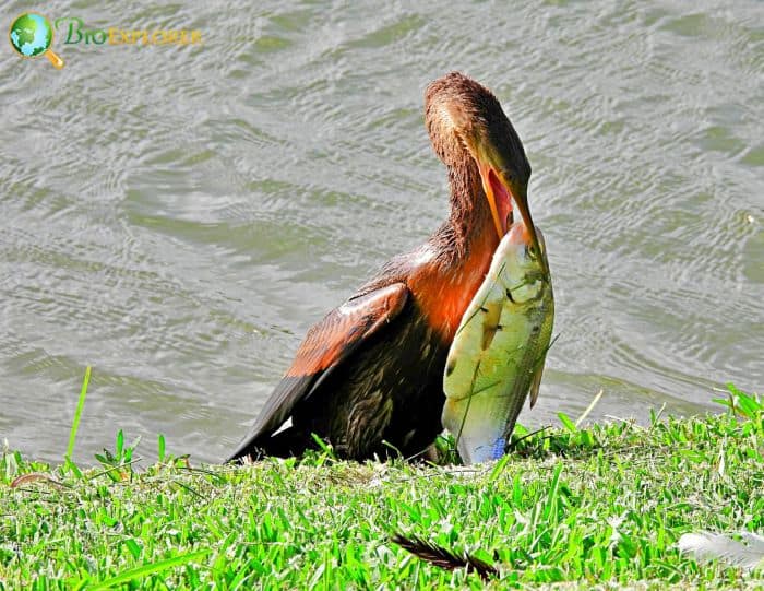 What Do Anhingas Eat? What Do Anhingas Eat?