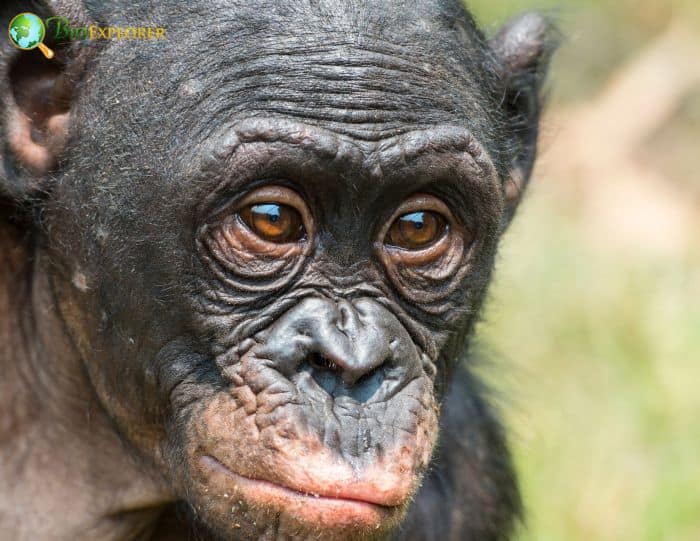 What Do Bonobos Eat? What Do Bonobos Eat?