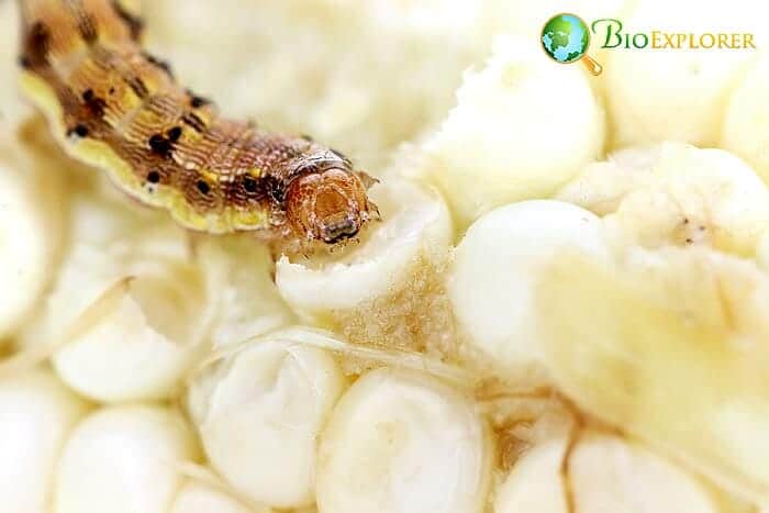 What Do Corn Earworms Eat? What Do Corn Earworms Eat?