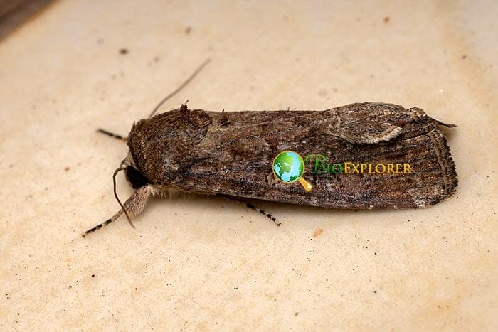 What Do Fall Armyworm Moths Eat? What Do Fall Armyworm Moths Eat?