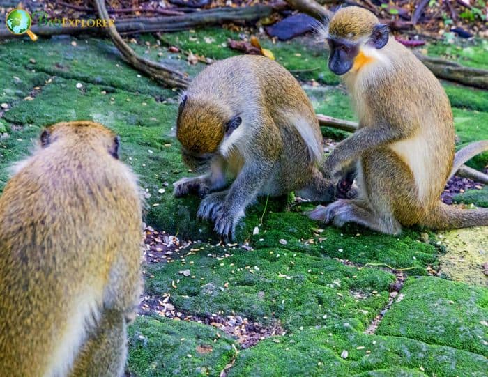 What Do Green Monkeys Eat? What Do Green Monkeys Eat?