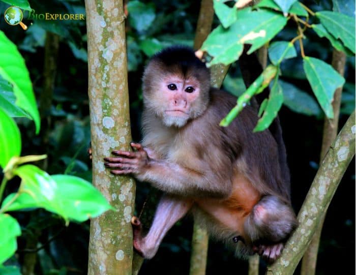 What Do Humboldt's White-fronted Capuchins Eat? What Do Humboldt's White-fronted Capuchins Eat?