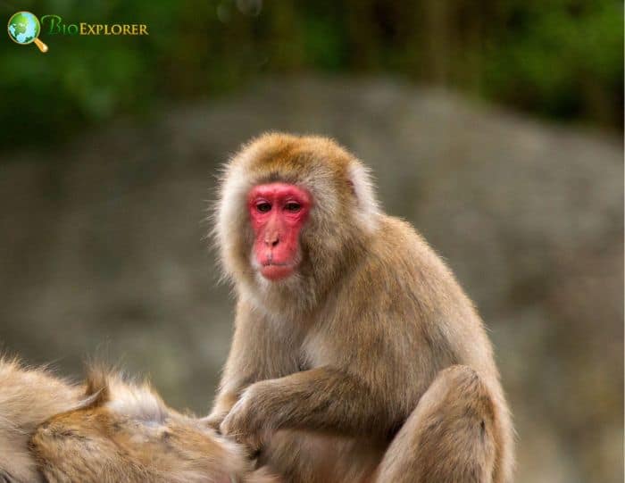 What Do Japanese Macaques Eat?