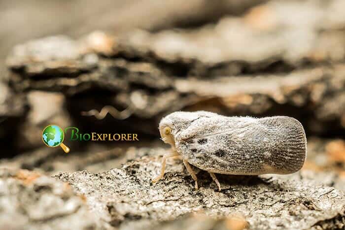What Do Planthopper Parasite Moths Eat? What Do Planthopper Parasite Moths Eat?