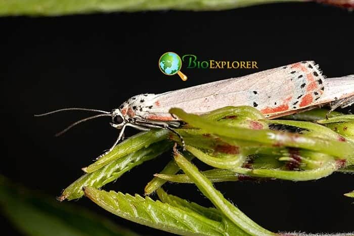 What Do Rattlebox Moths Eat?