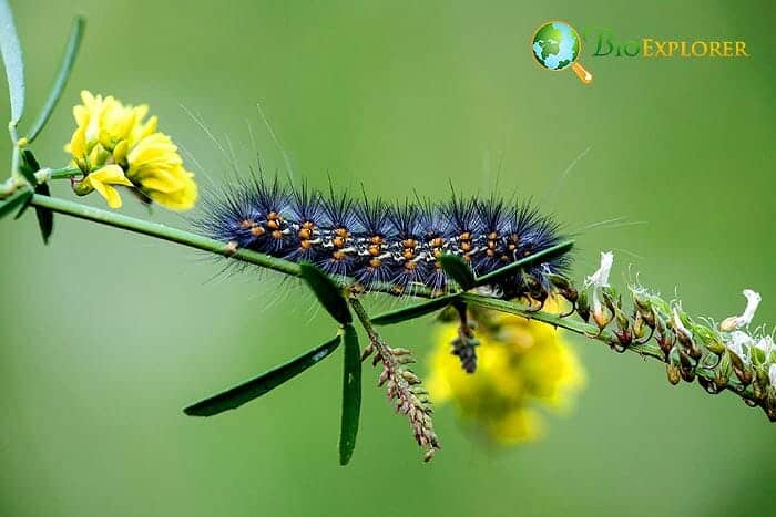 What Do Salt Marsh Moths Eat? What Do Salt Marsh Moths Eat?