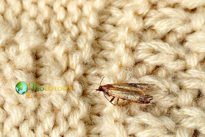 What Do Webbing Clothes Moths Eat? What Do Webbing Clothes Moths Eat?