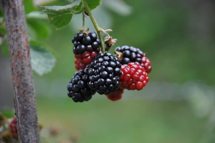 What Do White-headed Marmosets Eat? Black mulberries What Do White-headed Marmosets Eat? Black mulberries