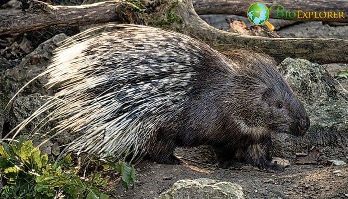 Prickly porcupine quills may hold clues for medical technology