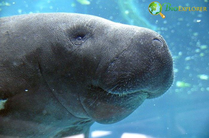 What Do African Manatees Eat ? What Do African Manatees Eat ?