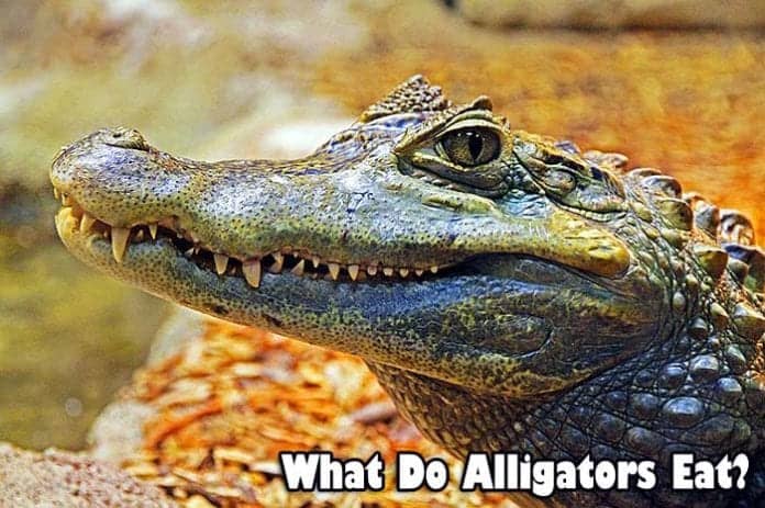 What Do Alligators Eat?  American Alligator & Chinese Alligator Diet