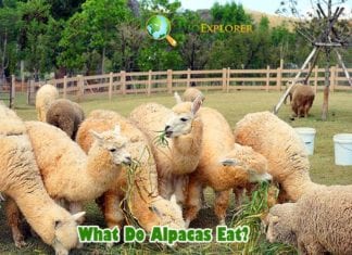 What Do Alpacas Eat?