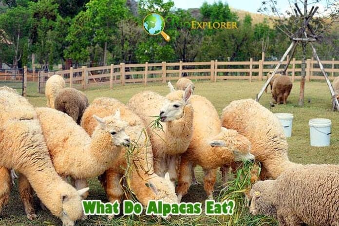What Do Alpacas Eat? What Do Alpacas Eat?
