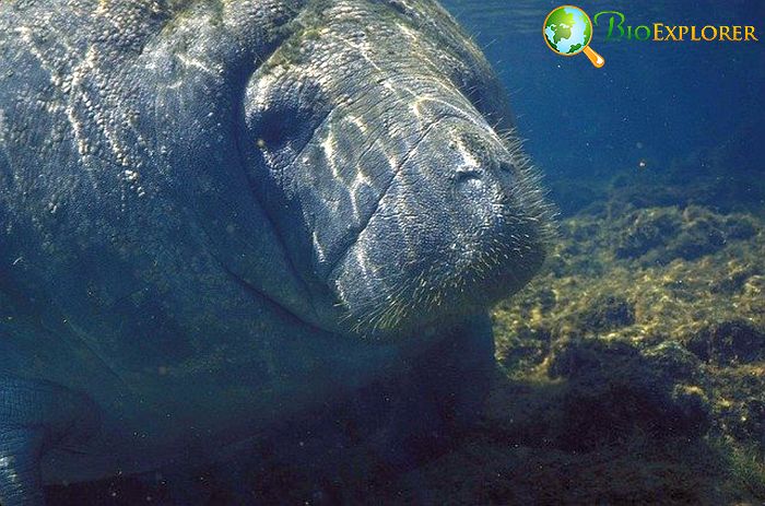 What Do Amazonian Manatees Eat? What Do Amazonian Manatees Eat?