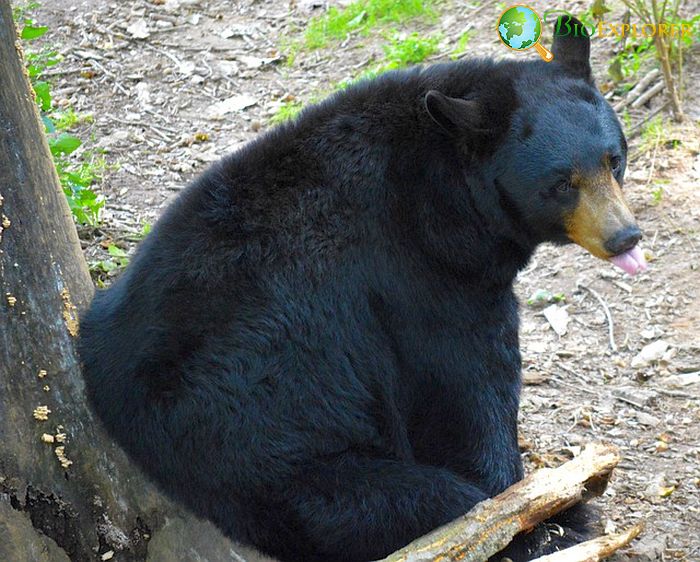 What Do American Black Bears Eat? What Do American Black Bears Eat?