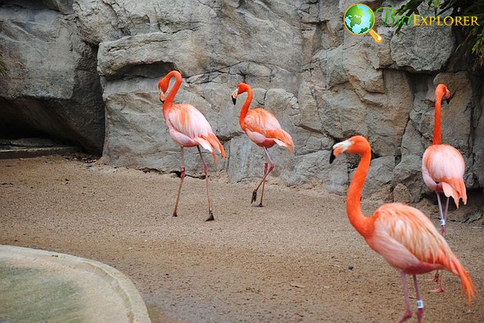 What Do American Flamingos Eat? What Do American Flamingos Eat?