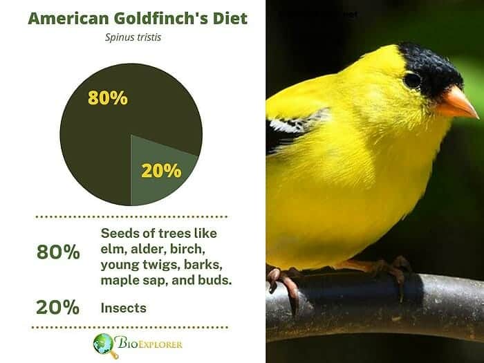 What Do American Goldfinches Eat? What Do American Goldfinches Eat?