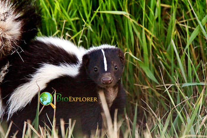 What Do American Hog Nosed Skunks Eat? What Do American Hog Nosed Skunks Eat?