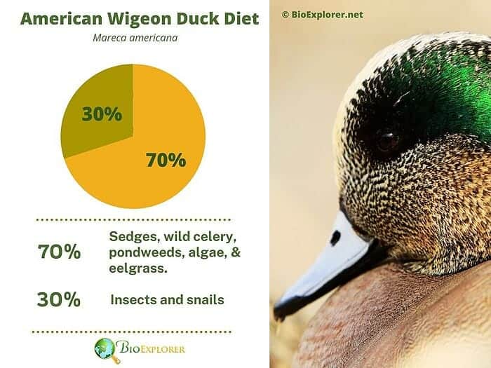 What Do American Wigeon Ducks Eat? What Do American Wigeon Ducks Eat?