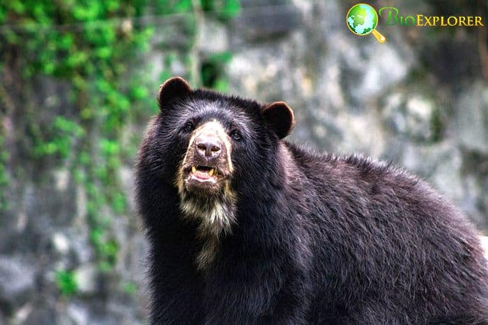 What Do Andean Bears Eat? What Do Andean Bears Eat?